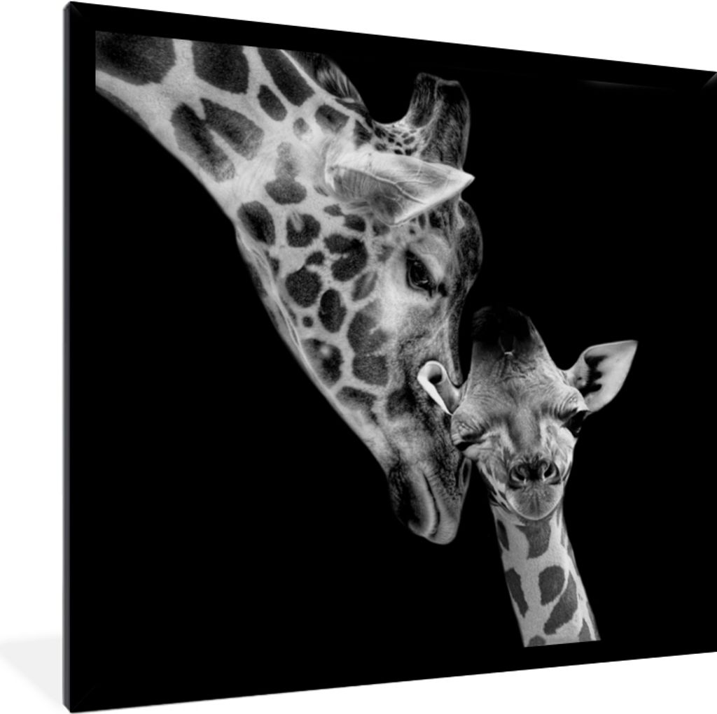 MuchoWow Gerahmtes Poster Porträt - Giraffe - Tiere - Schwarz - Weiß 40x40 cm - Poster mit Schwarzem Bilderrahmen Wandposter Rahmen Foto Bilder...
