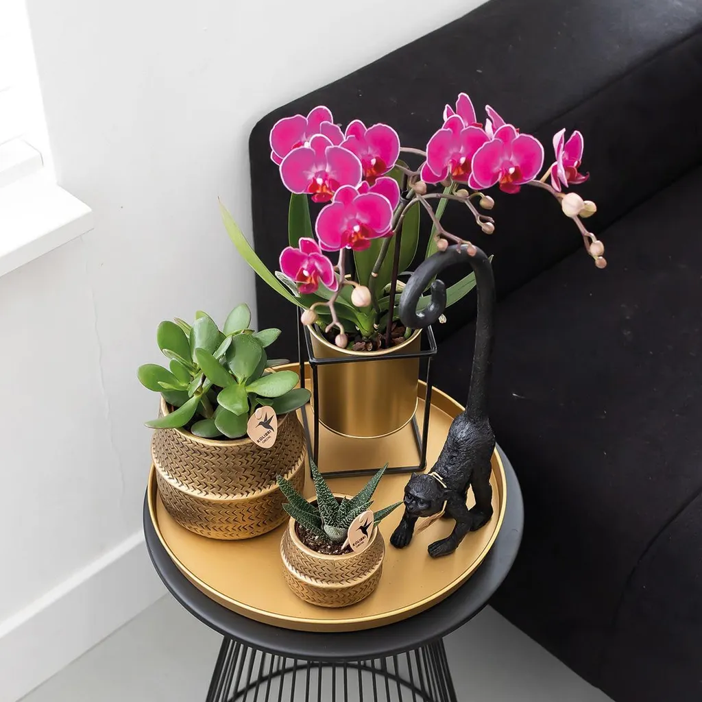 Orchidées Phalaenopsis Morelia Violettes : Fleurs Durables et Faciles
