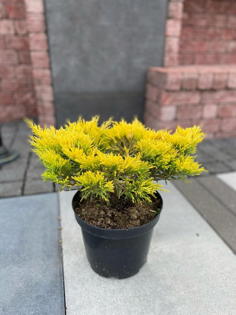 Juniperus horizontalis 'Limeglow' - Jałowiec płożący C3 - Zdjęcie produktu 