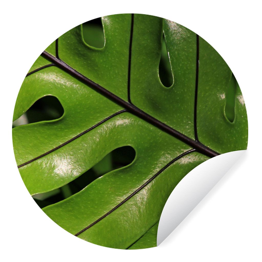 MuchoWow Runde Wandtattoo - Wandsticker Tapete Aufkleber Tropische botanische Blätter leuchten in der Sonne Ø 100 cm Selbstklebend und Repositi...