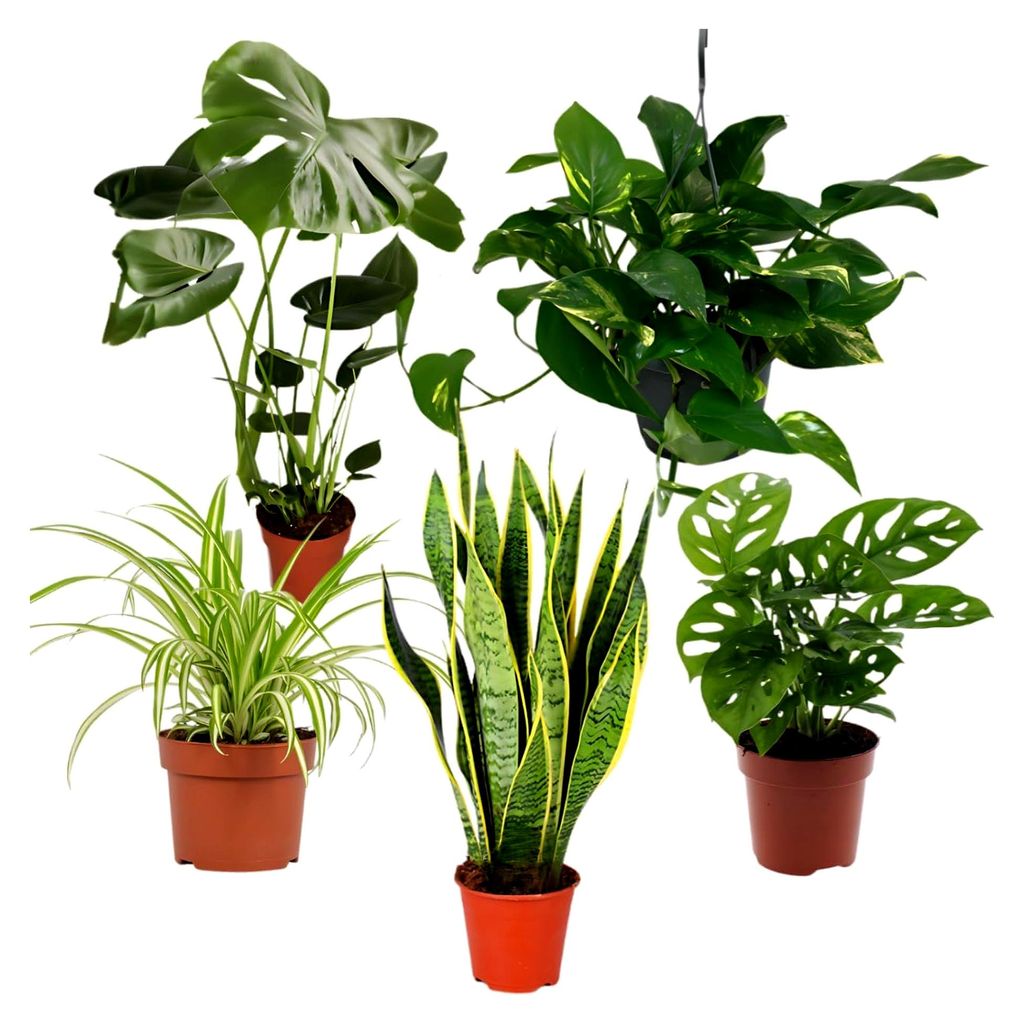 Pflanze Plus | 5er Pflanzenset „EasyCare“ | Ø 30–60 cm | Monstera, Bogenhanf, Efeutute, Grünlilie, Affenblatt | Pflegeleichte Zimmerpflanze...