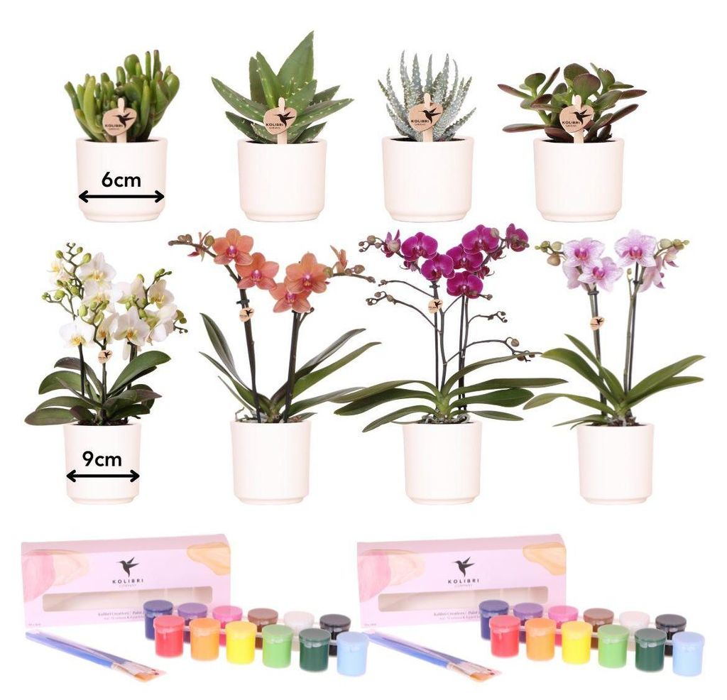 Kolibri Creatives | Pflanzen-Set mit 8 Pflanzen und Produktbild 