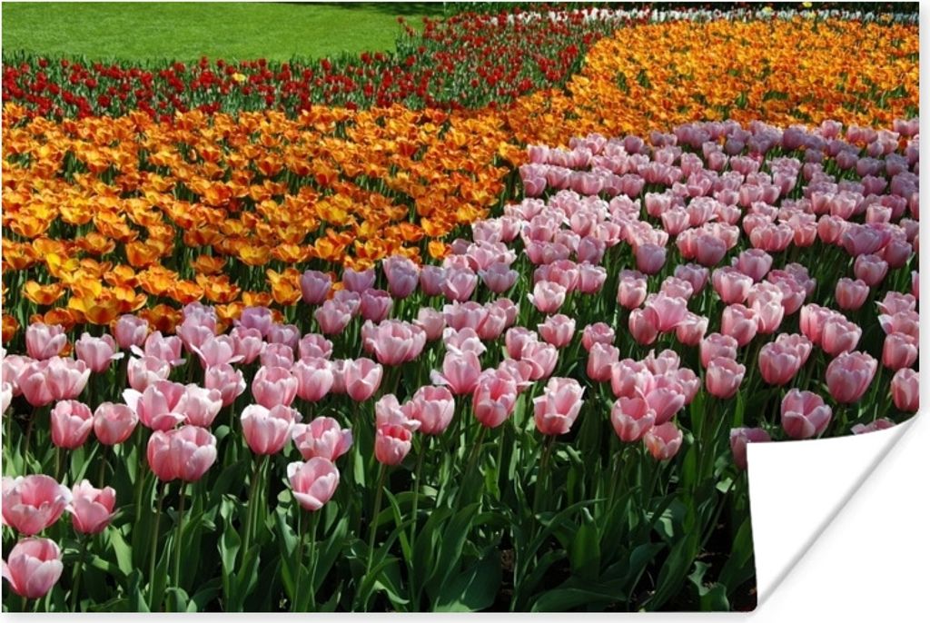 MuchoWow Poster Bunte Tulpen auf dem Keukenhof 90x60 cm - Schlafzimmer