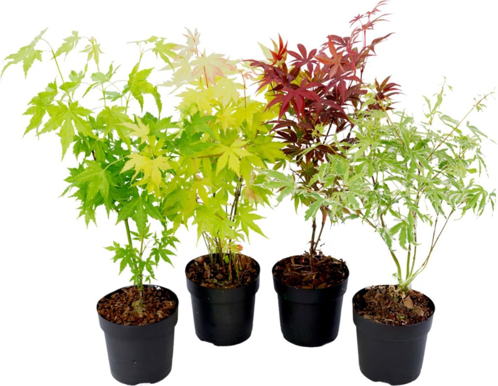 Four potted Japanese maple saplings with different leaf colors.