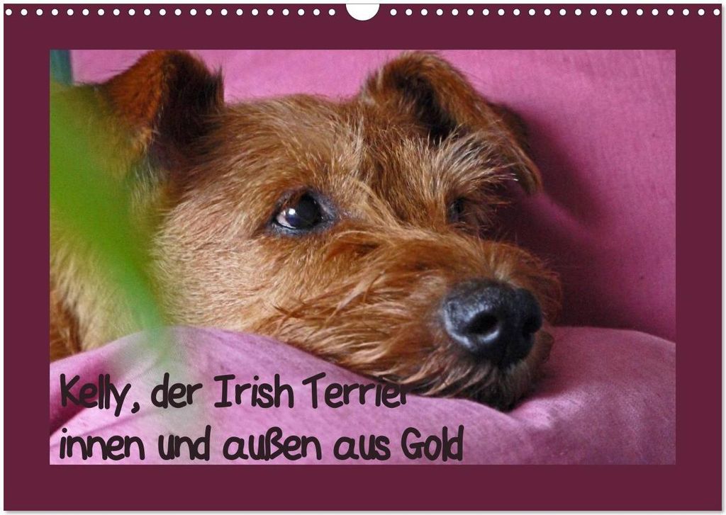 Kelly, der Irish Terrier - innen und außen aus Gold (Wandkalender 2026 DIN A3 quer), CALVENDO Monatskalender
