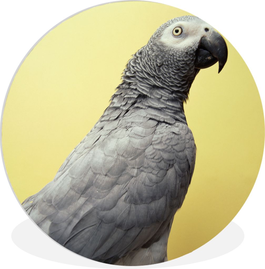 MuchoWow Rundes Wandbild - Runde Bilder Faszinierendes Porträtfoto des Gartenrotschwanzes Ø 90 cm Kreis Wanddekoration Kunststoff - Wandkreis -...