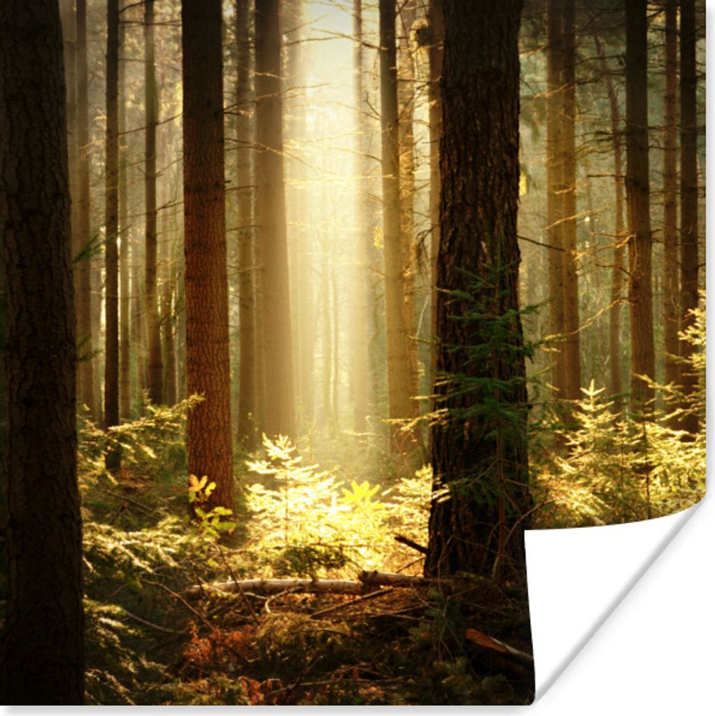 MuchoWow Poster Wald - Bäume - Sonne 75x75 cm - Wand Dekoration