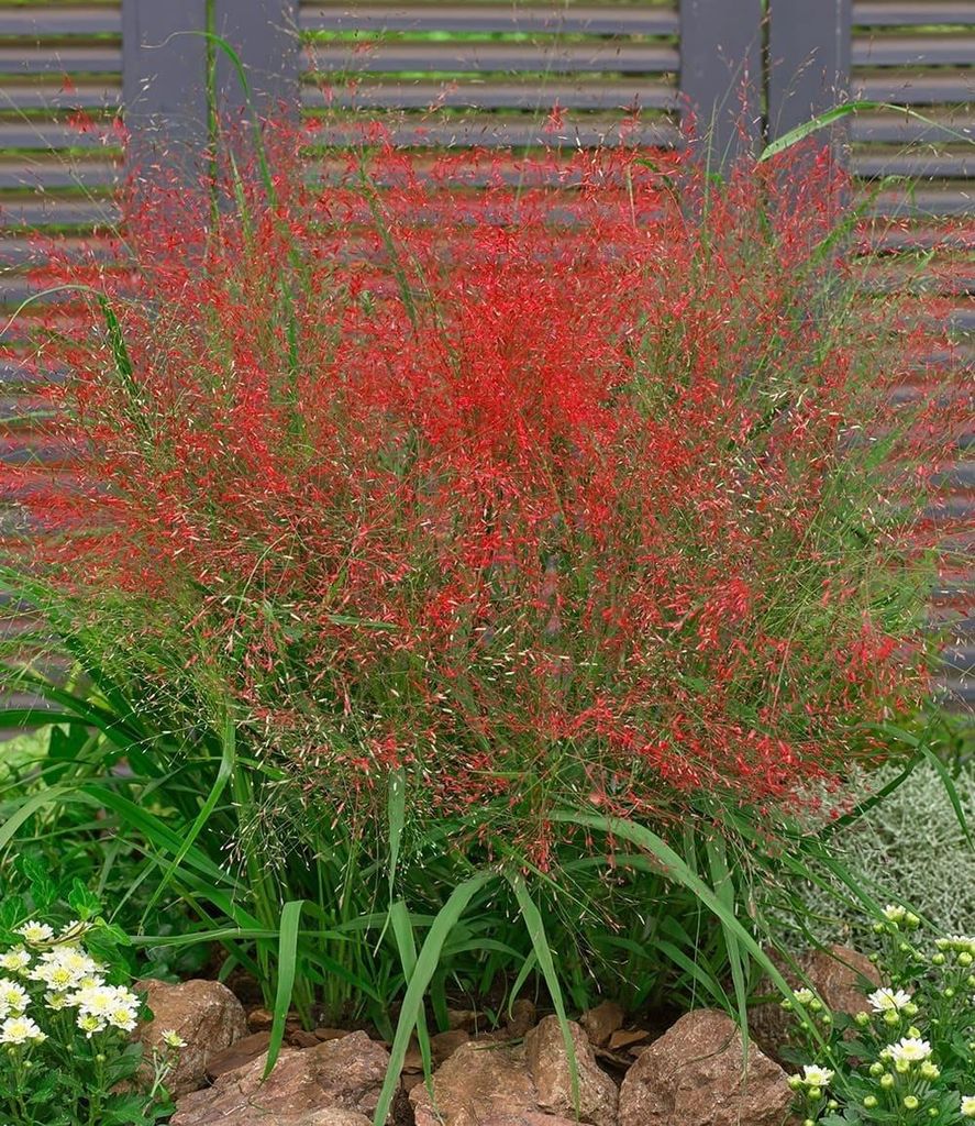 BALDUR Garten 15x Rotes Liebesgras, Pflanzen im 9x9 cm-Topf, Purpur Liebesgras, Eragrostis spectabilis, Garten-Ziergräser, winterharte & mehrjähr...