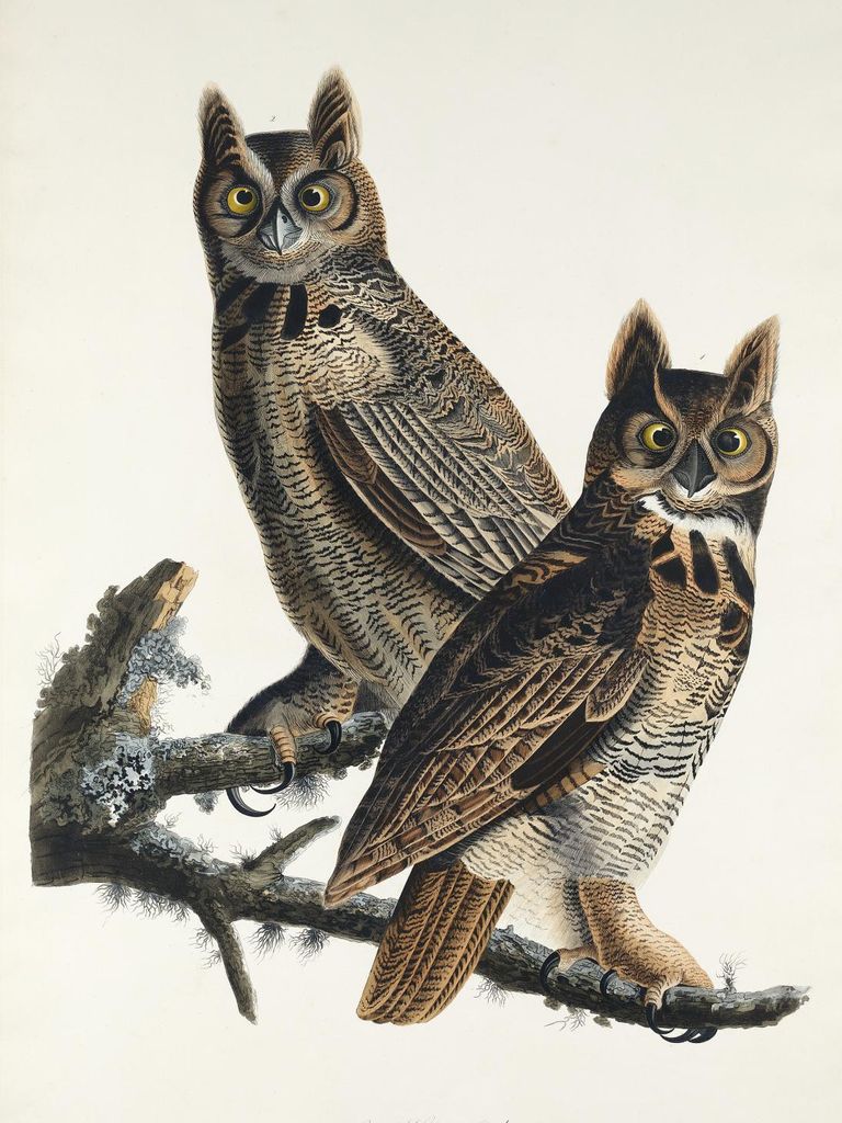 Plakat 30x40cm Virginia-Uhu, J.J. Audubon Vintage für das Wohnzimmer