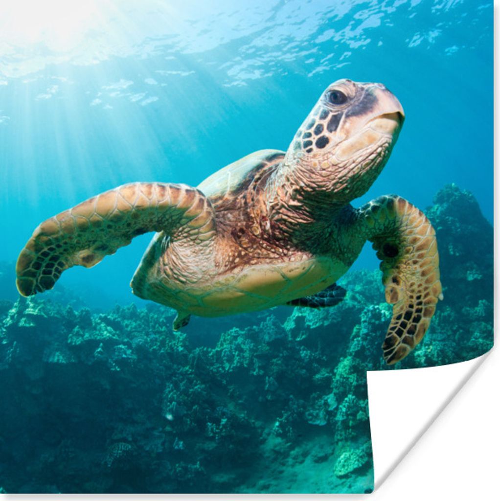 MuchoWow Poster Schwimmende Schildkröte Fotodruck 30x30 cm - Wandposter - Printing