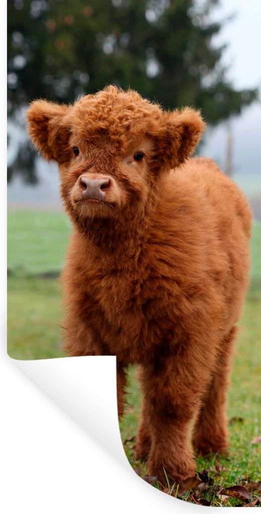 MuchoWow Wandtattoo Wandsticker Wandaufkleber Scottish Highlander - Kalb - Gras 80x160 cm Selbstklebend und Repositionierbar - Sticker - Dekorfolie