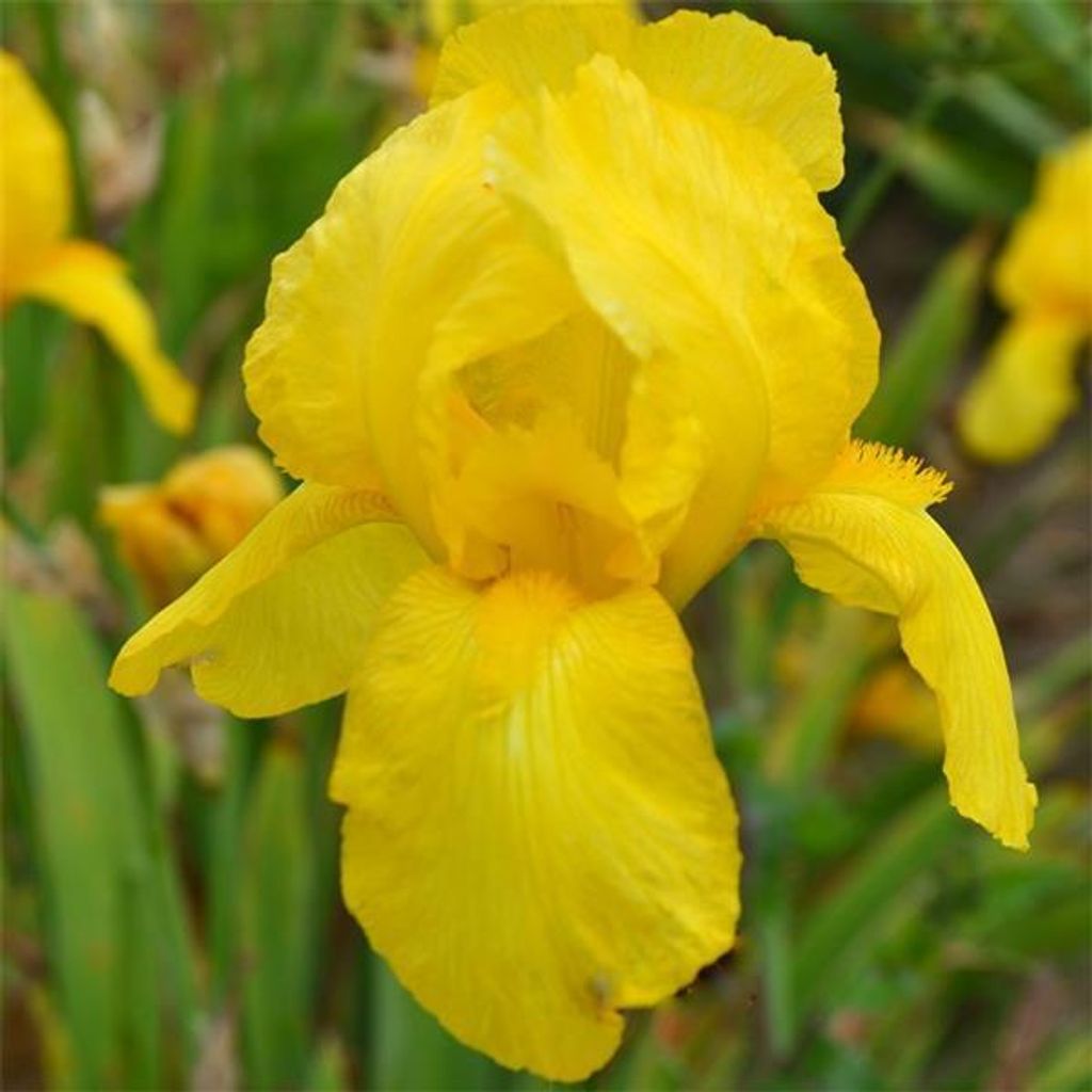 6 x kosatec  - Iris germanica 'Ola Kala'  | Květináč 9 cm x Obrázek produktu 