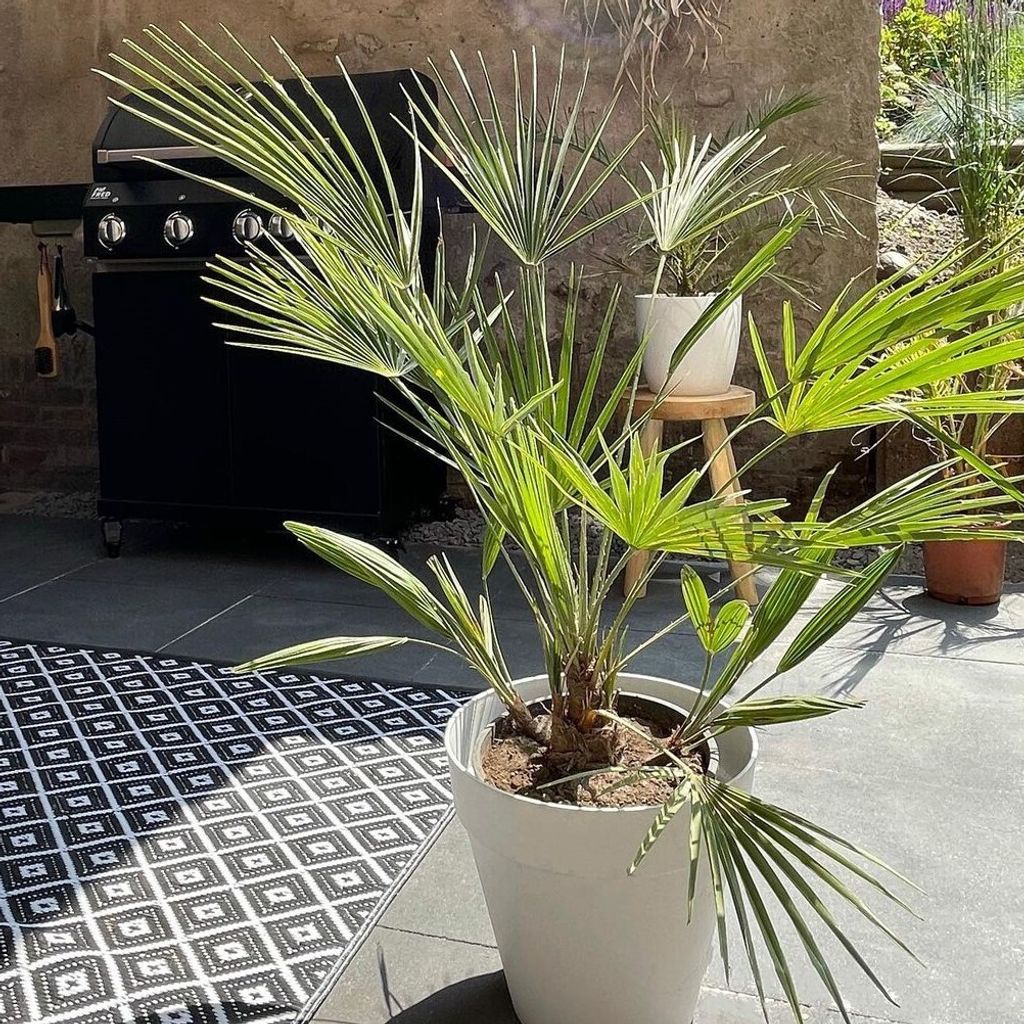 Washingtonia Robusta - Mexikanische Fcherpalme - Palme -