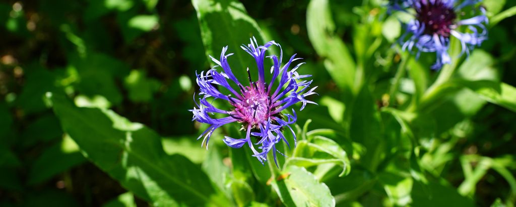 hansepuzzle 98712 - Kornblume Panorama-Puzzle 2000 Teile | Natur Puzzle, 2028 Teile, Natur, 60,0 x 46,0cm mit hochwertiger Aufbewahrung, Kartonbox ...