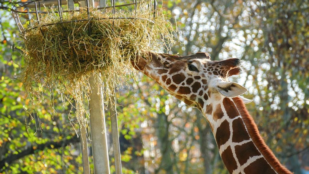 Jochen Schweizer Städtetrip Frankfurt mit Zoobesuch für 2 (1 Nacht); Erlebnis verschenken oder selbst erleben; Gutschein gültig für 2 Personen