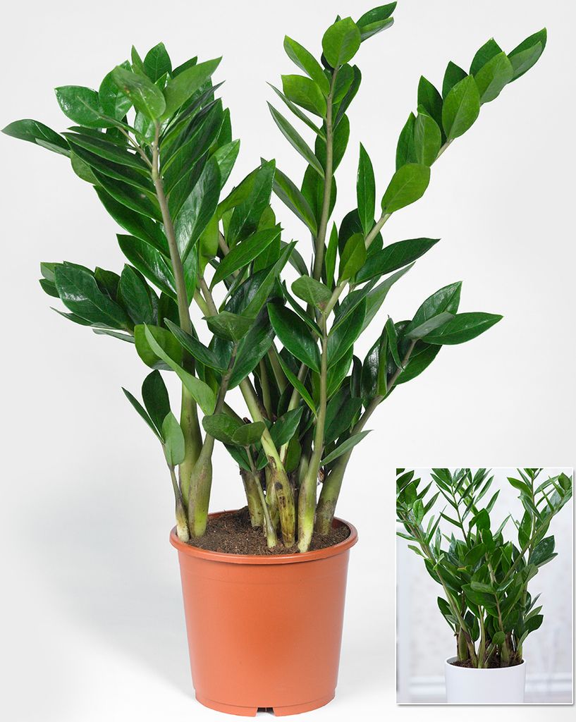 BALDUR Garten 1x Zamioculcas ca. 55-65 cm hoch, Pflanze im Produktbild 