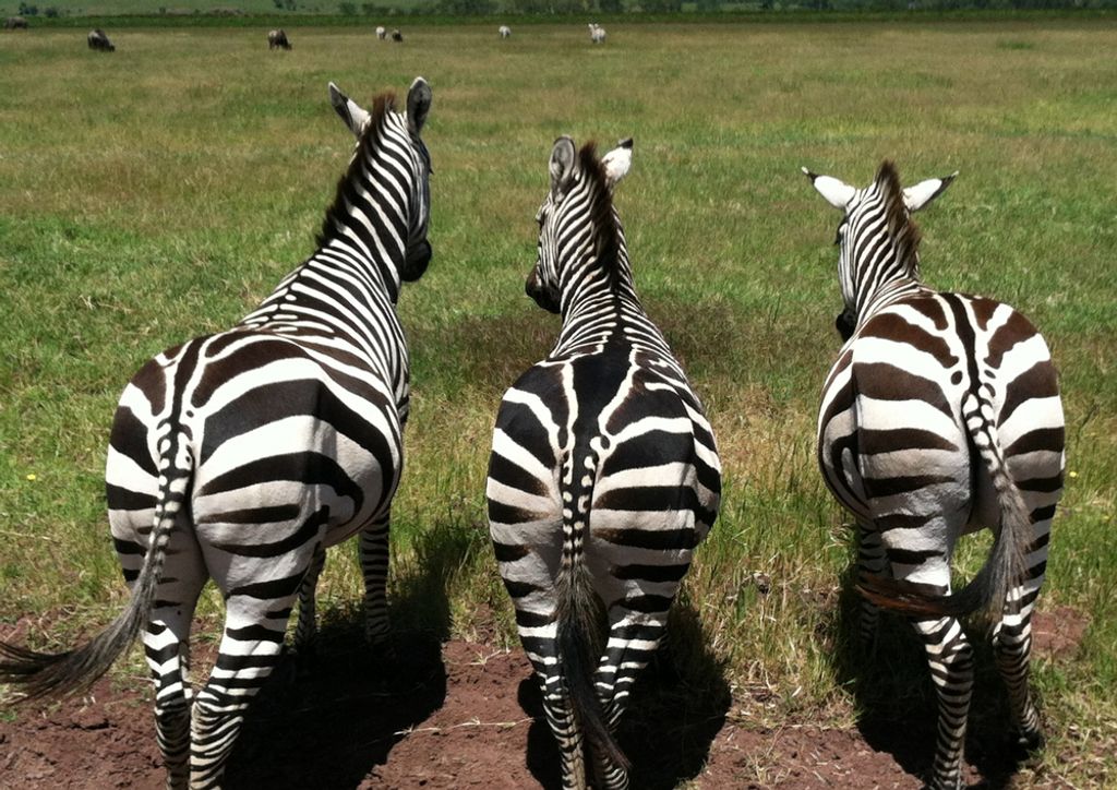 hansepuzzle 80257 - Zebras Puzzle, 260 Teile, Natur, 41,0 x 28,0cm mit hochwertiger Aufbewahrung, Kartonbox und wiederverschließbarem Beutel