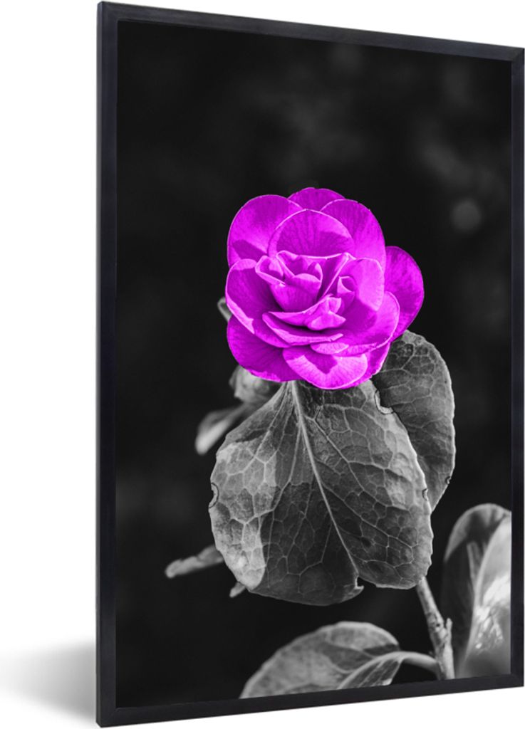 MuchoWow MuchoWow Gerahmtes Poster Blumen - Rose - Lila - Schwarz - Weiß 60x90 cm - Poster mit zchwarzem Bilderrahmen - Kunst