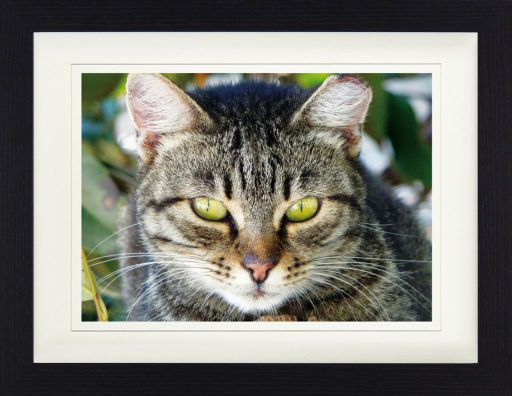 Katzen Gerahmtes Bild Mit Edlem Passepartout | Wand-Bilder | Im Bilderrahmen - Getigerte Katze, Nahaufnahme (30 x 40 cm)
