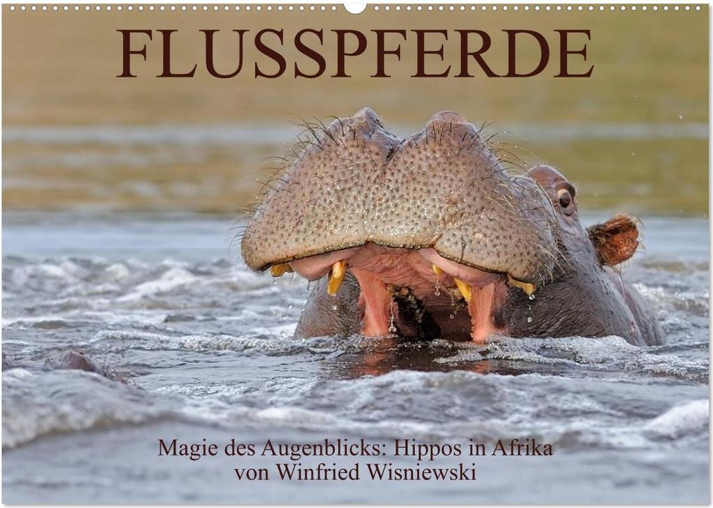 Flusspferde Magie des Augenblicks - Hippos in Afrika (Wandkalender 2026 DIN A2 quer), CALVENDO Monatskalender
