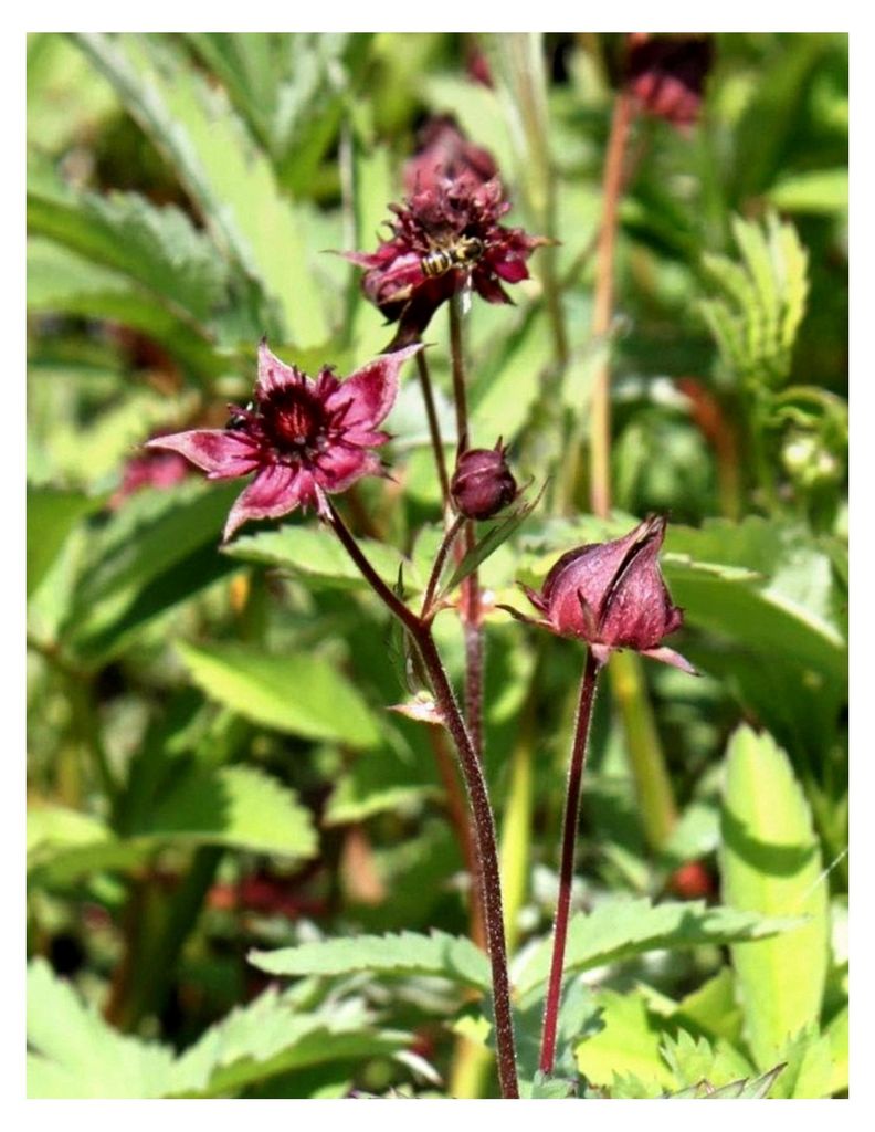 4er-Set im Pflanzkorb - Potentilla palustris - Comarum palustre - Sumpf-Blutauge - Fingerkraut, rot - heimisch - BLUME DES JAHRES 2025