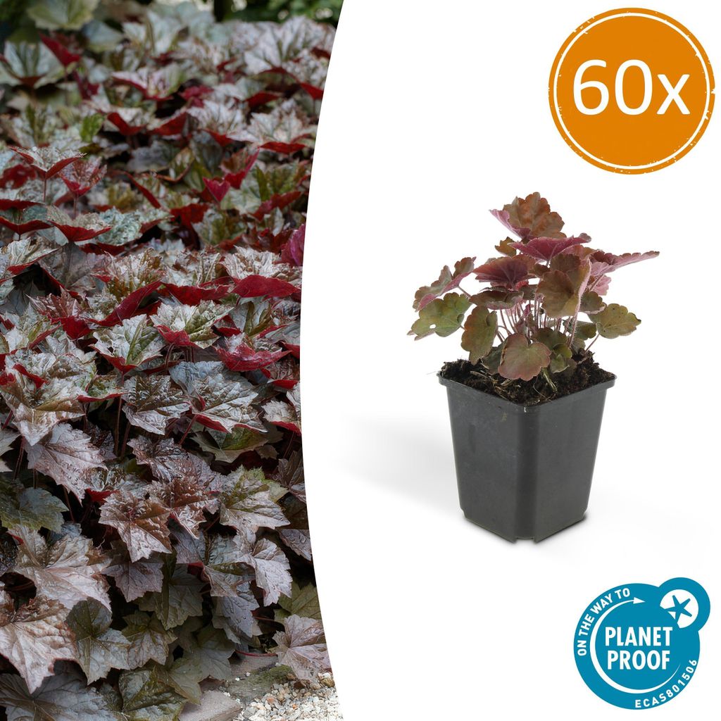 Piante tappezzanti - Heuchera 'Palace Purple' - 9 cm di Immagine del prodotto 