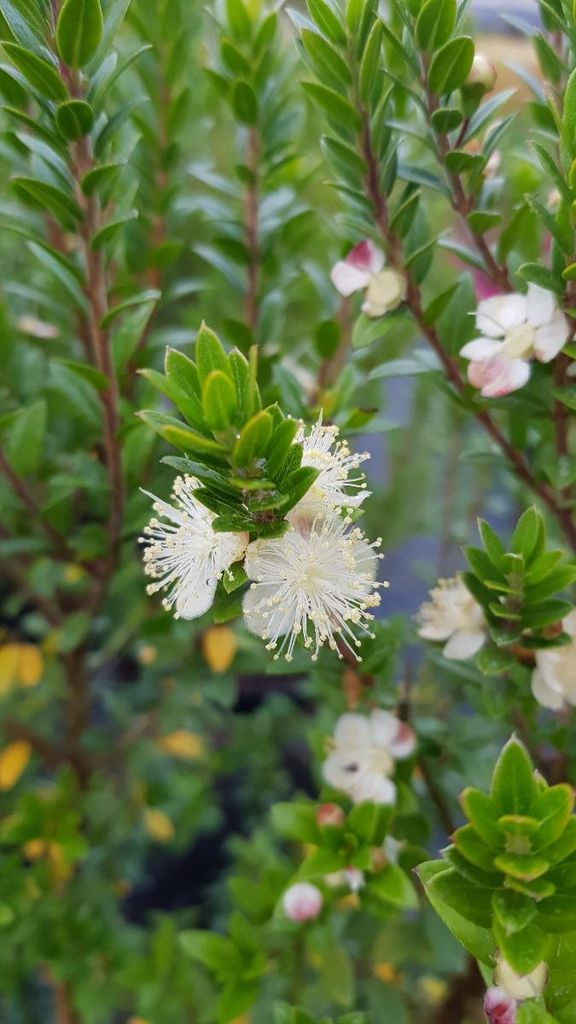 Myrtus communis ssp tarentina / Myrte de Tarente Image du produit 