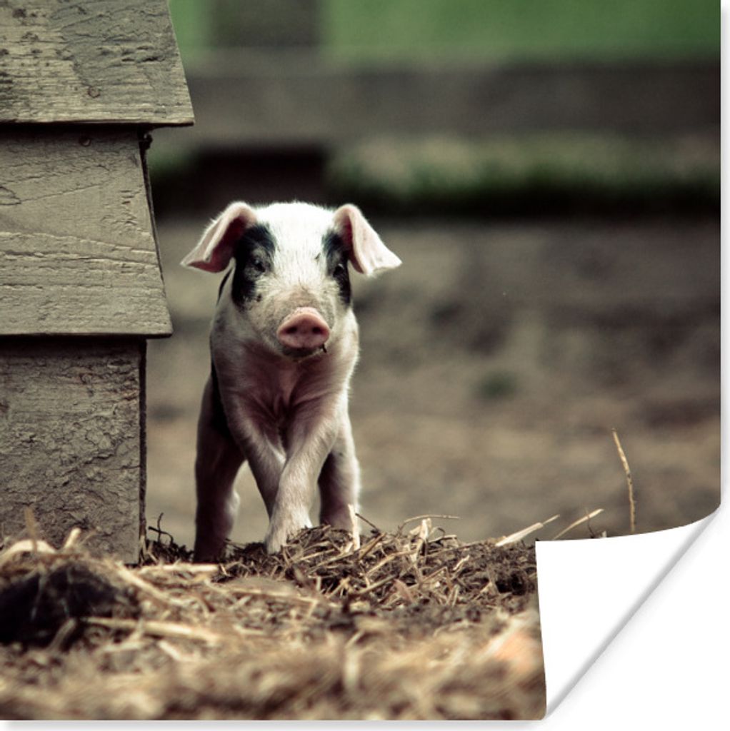 MuchoWow Poster Schwein - Stall - Baby 50x50 cm - Wohnzimmerdekoration