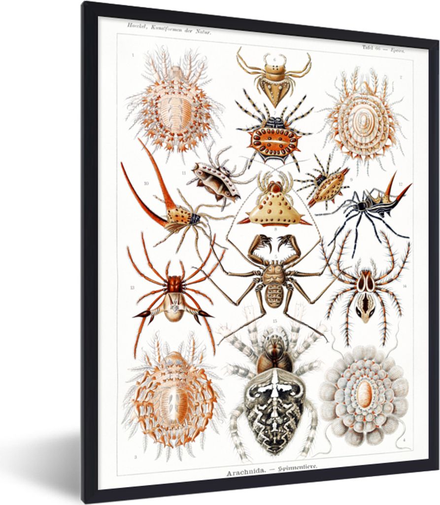 MuchoWow Gerahmtes Poster Retro - Spinne - Ernst Haeckel - Spinnen 30x40 cm - Poster mit Schwarzem Bilderrahmen Wandposter Rahmen Foto Bilder - W...