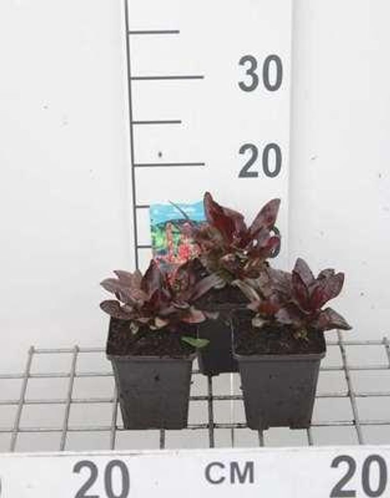 6 x Lobelia hybr. 'Queen Victoria' - Lobelie - Topf 9 x 9 cm