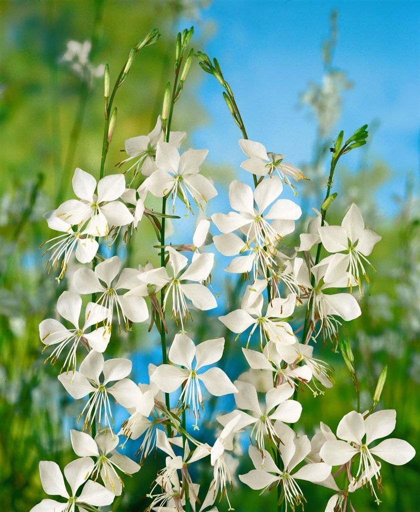Gaura lindheimerii, Prachtkerze, weiß, ca. 11x11 cm Topf