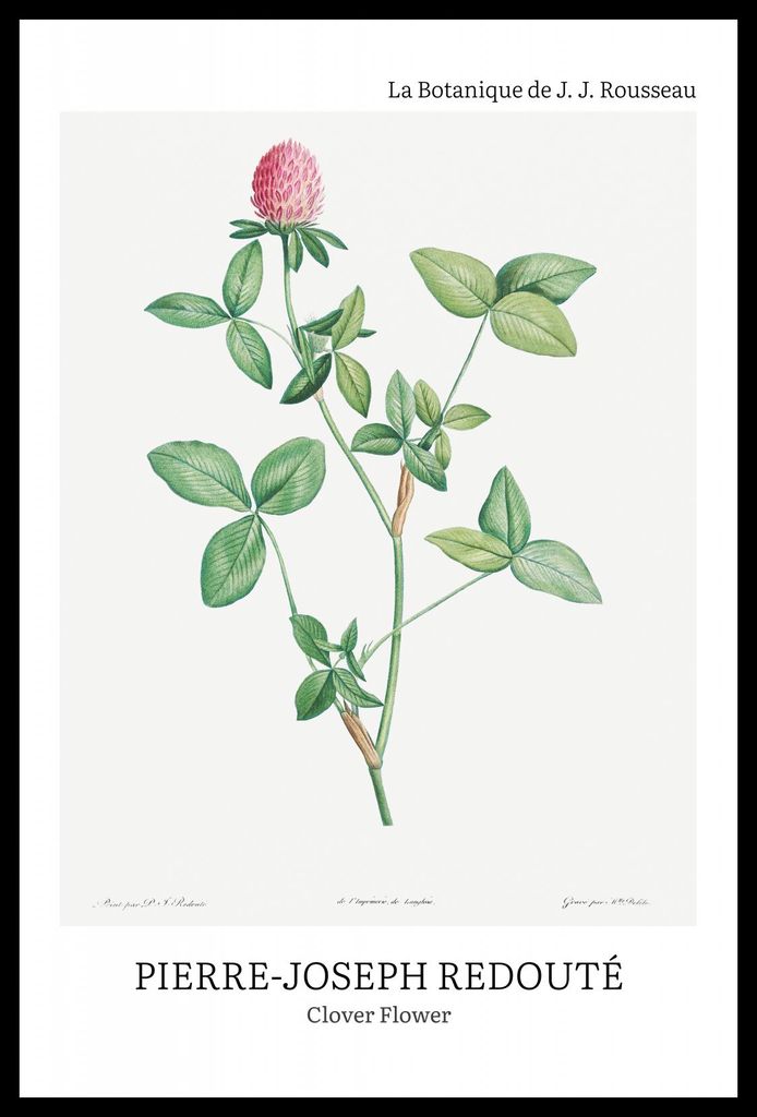 Plakat 40x60cm Design Kleeblatt Blume, Redoute Vintage für das Wohnzimmer
