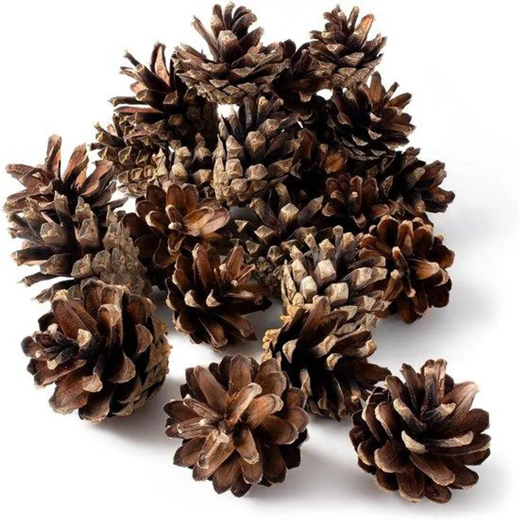 80 Pommes de pin naturelles, garnissage hôtel insectes et déco Noël