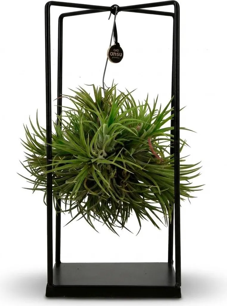 Plante aérienne Tillandsia Ø14cm avec coupe décorative h37cm - Air Plant