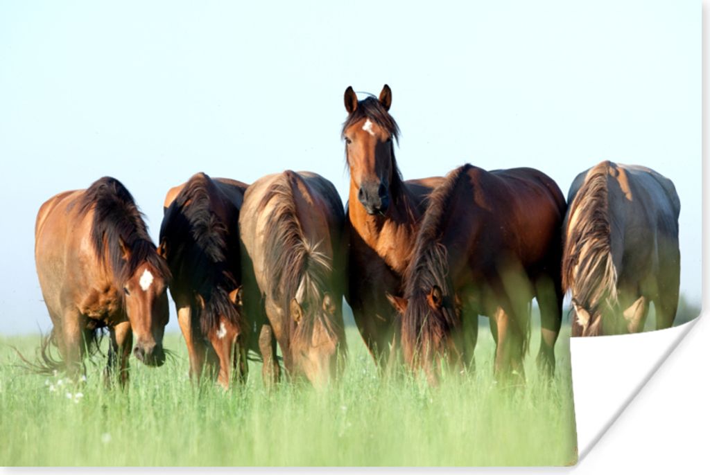 MuchoWow Poster Pferde - Tiere - Gras - Sommer 180x120 cm - Fotoplakat