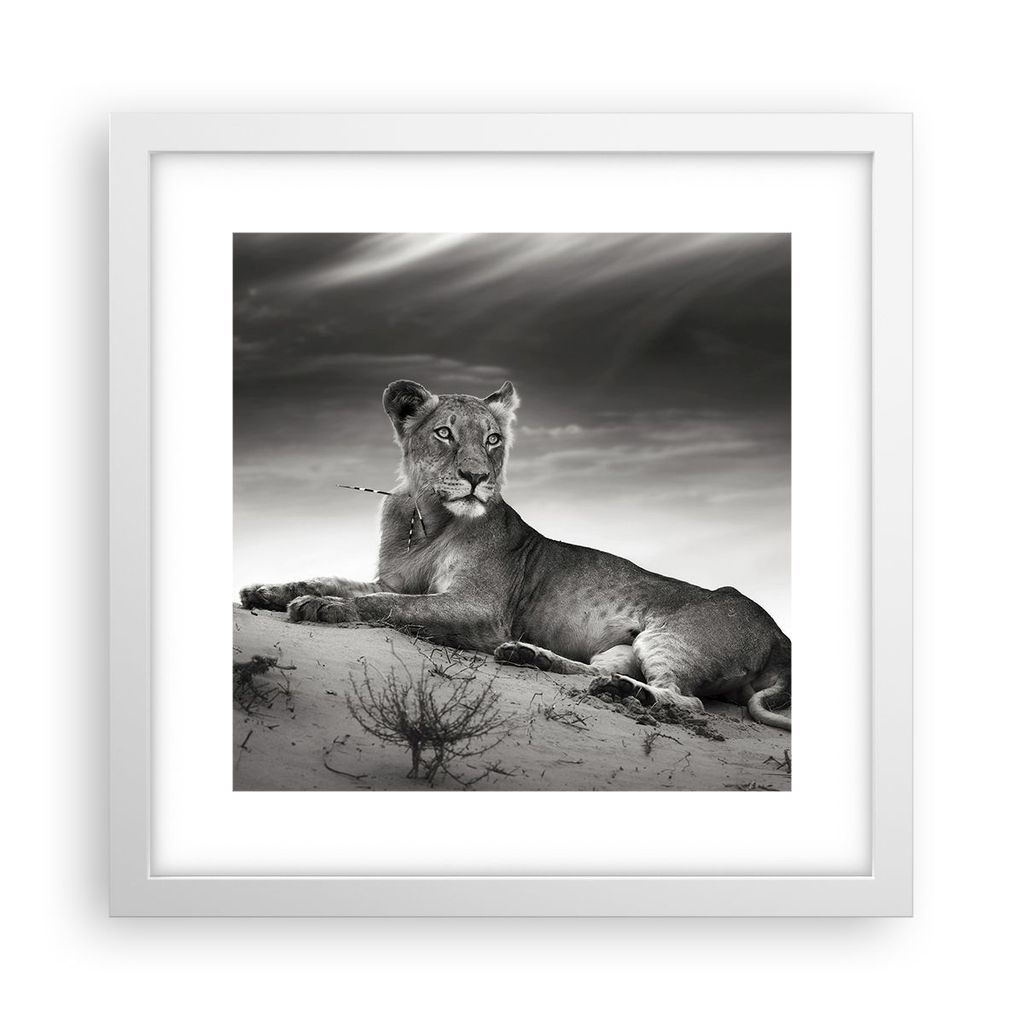 Gerahmtes Poster - Weißer Rahmen - Tierwelt weiblich katze Tier - 30x30 cm - Wand Bild - Wanddeko - Wandbilder - Wandposter - Bilderrahmen - Bilde...