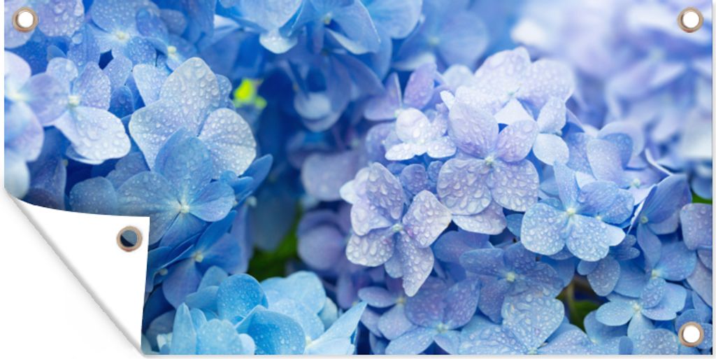 MuchoWow 160x80 cm Outdoor-Poster Gartendeko Sichtschutz Garten Poster für den Garten Hortensie - Wassertropfen - Floral - Botanisch - Blau