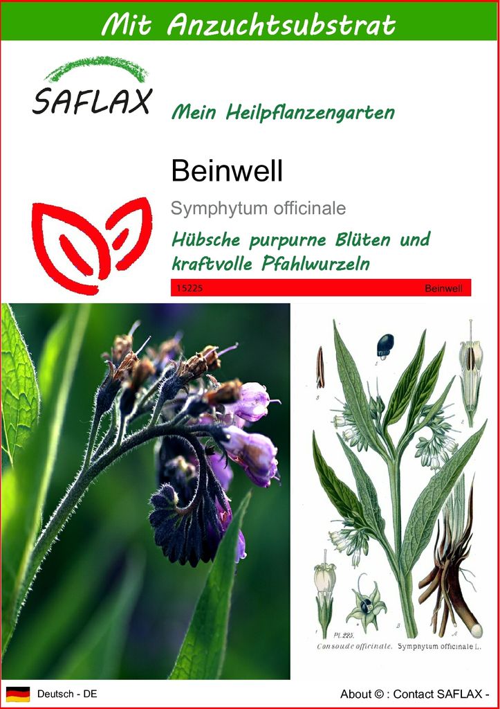 SAFLAX - Heilpflanzen - Beinwell - 15 Samen - Mit keimfreiem Anzuchtsubstrat - Symphytum officinale