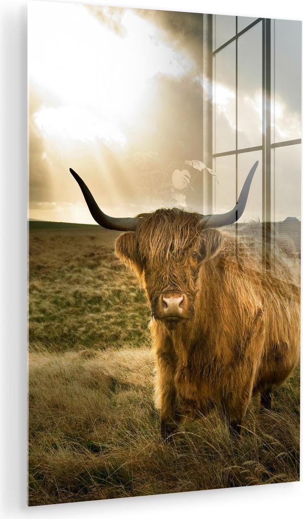 MuchoWow Glasbilder - Bilder auf Wandbild - Foto auf Glas Schottisches Hochlandrind - Sonne - Gras 80x120 cm Wanddekoration aus Glas - Acrylglasbil...
