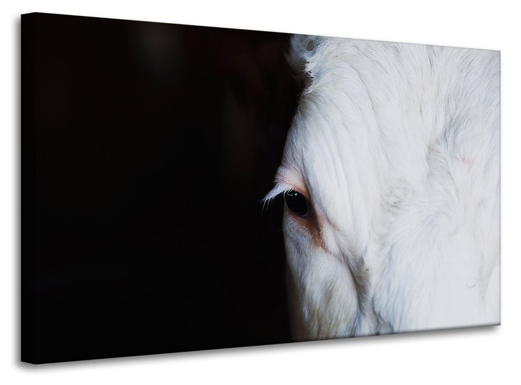 Leinwanddruck „Tiere: Auge einer Kuh“, 100 x 60 cm