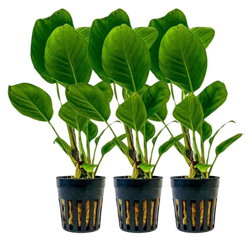 Aquarium Pflanze 3 Stück Anubias heterophylla Produktbild 
