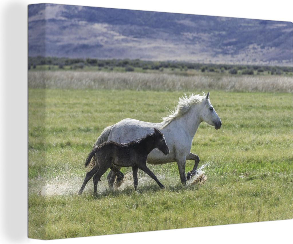 OneMillionCanvasses - Leinwandbilder - 140x90 cm, Pferde - Fohlen - Braun, Wandbilder Kunstdruck Wanddekoration