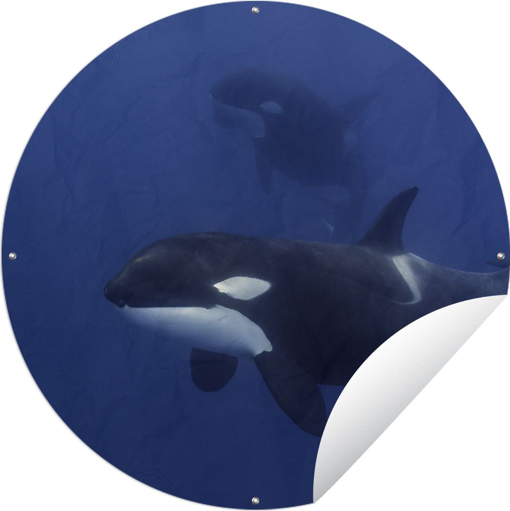MuchoWow Gartenposter Outdoor-Poster Rund Zwei Orcas in klarem Wasser Ø 150 cm Gartendeko Rundes Poster draußen