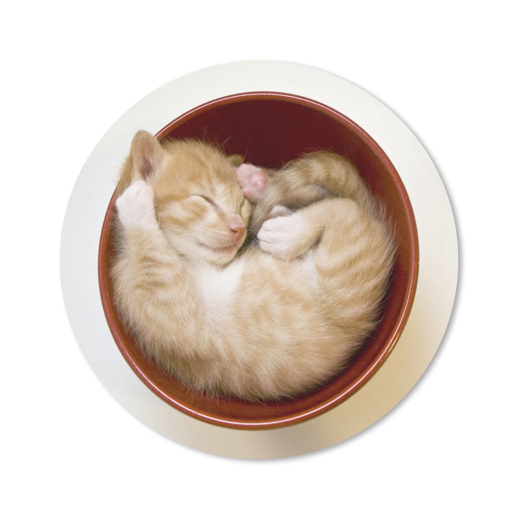 MuchoWow Mauspad Mousepad Ein Kätzchen in einer roten Schale 40x40 cm - Mousepads - Maus Mat - Pad - Mausunterlage - Schreibtisch Accessoires