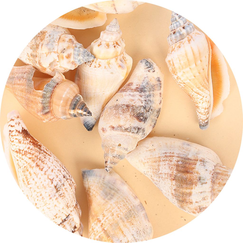 50g Conch Ornamente hohe Haltbarkeit kreativer Form auf auffällige Aquarium Landschaft Muscheln DIY Crafts Decor Geburtstag Geschenk-9