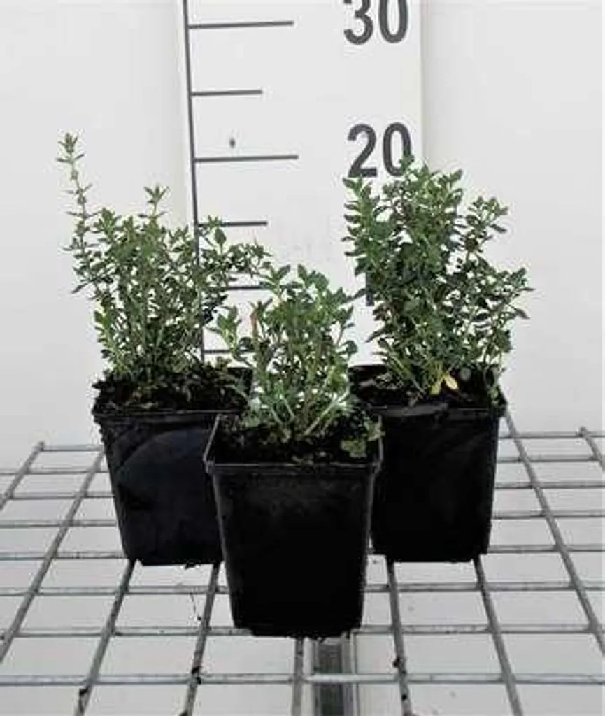 Teucrium lucidrys Lot de 6 pour Haie Basse et Bordure de Jardin