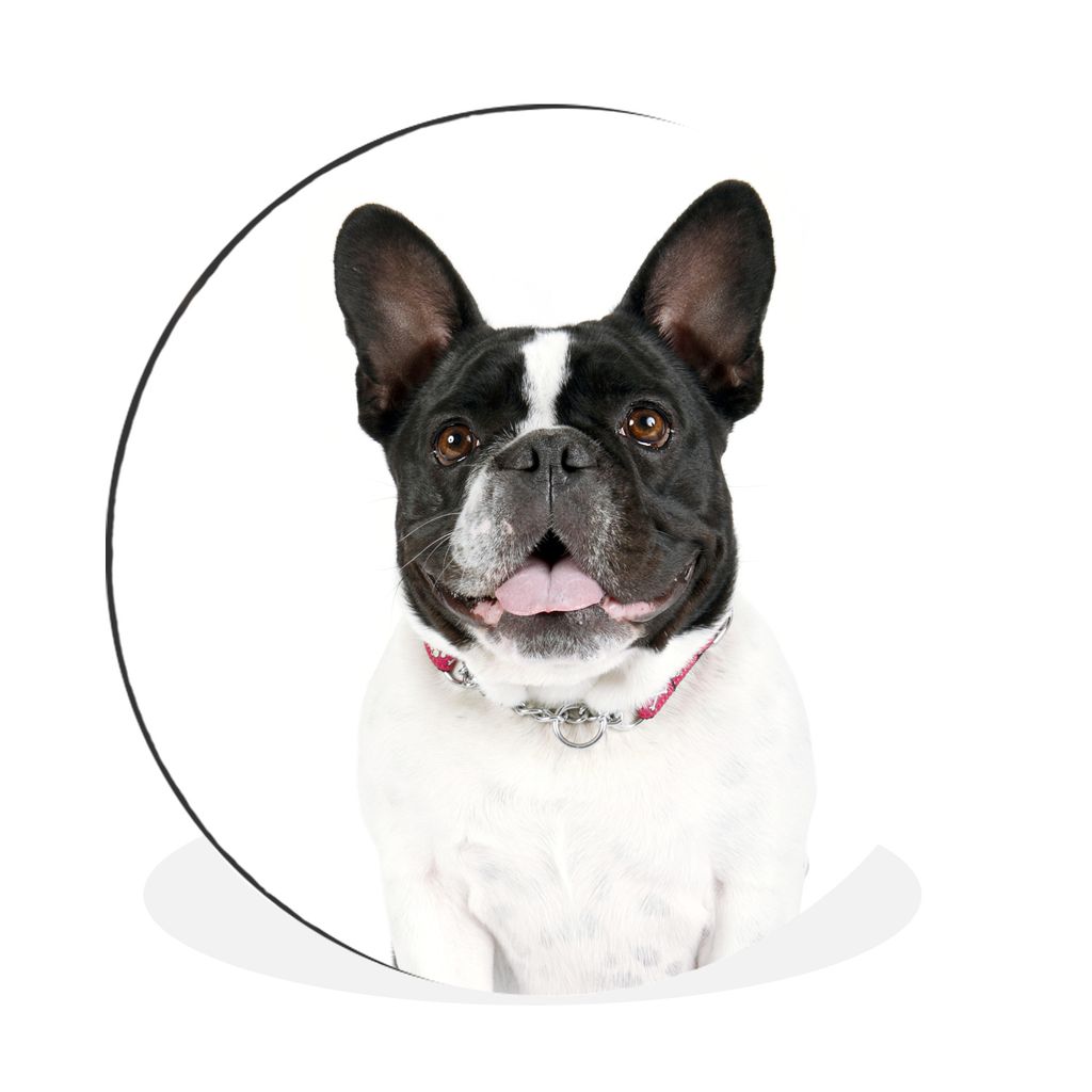 MuchoWow Aluminium Wandkreis Französische Bulldogge - Schwarz - Weiß Ø 60 cm Wanddeko Modern Wohnzimmer - Wand Kreis - Wandbild - Schlafzimmer...