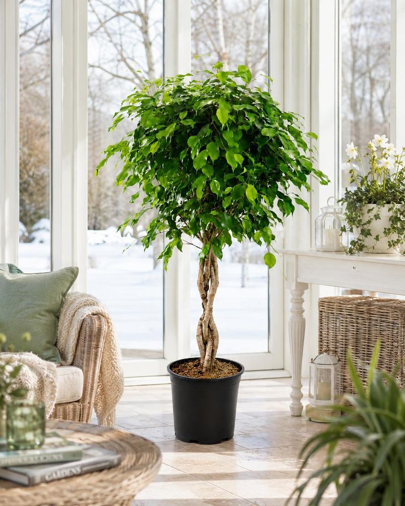 Birkenfeige Ficus Benjamina Exotica Stämmchen 120 cm – Produktbild 