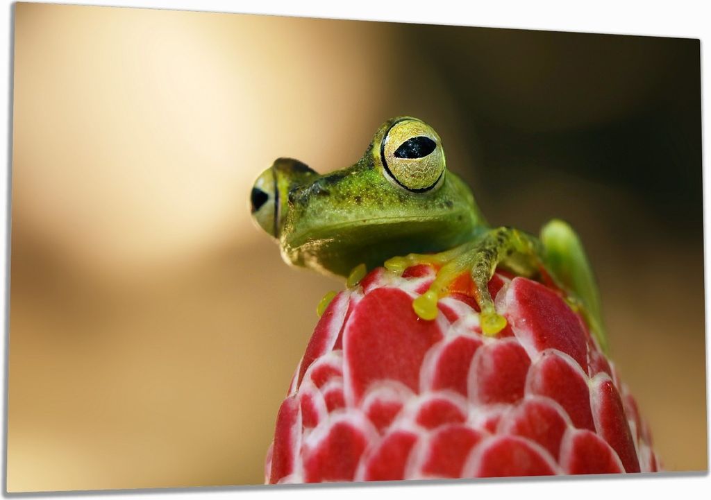 Wallario Herdabdeckplatte aus Glas, Größe 90 x 52 cm 1-teilig, Motiv Frosch sitzt auf einer Knospe