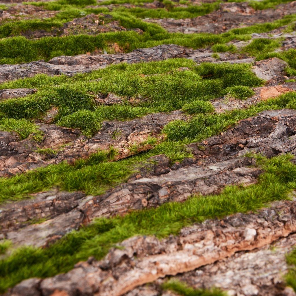 Repiterra® Terrarium Rückwand 3D Hintergrund Rinde Design Produktbild 3